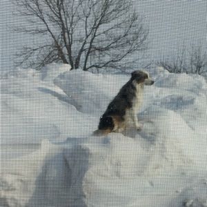 Meet your Posher, Penny